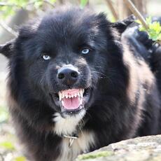 Una compostelana recibirá más de 8.000 euros tras ser mordida por un perro: condenados el dueño del animal y su aseguradora